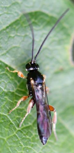 Exochus sp.
